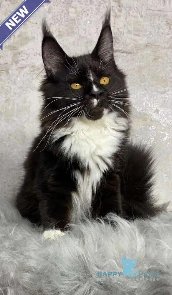 Nara Maine Coon female black with white live animals