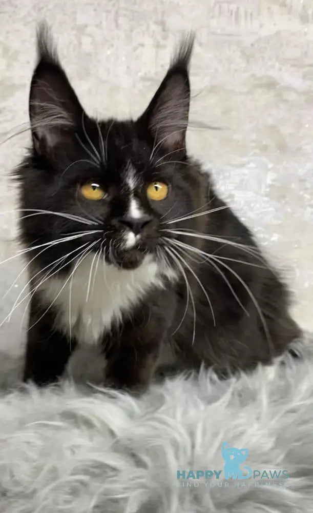 Nara Maine Coon female black with white live animals