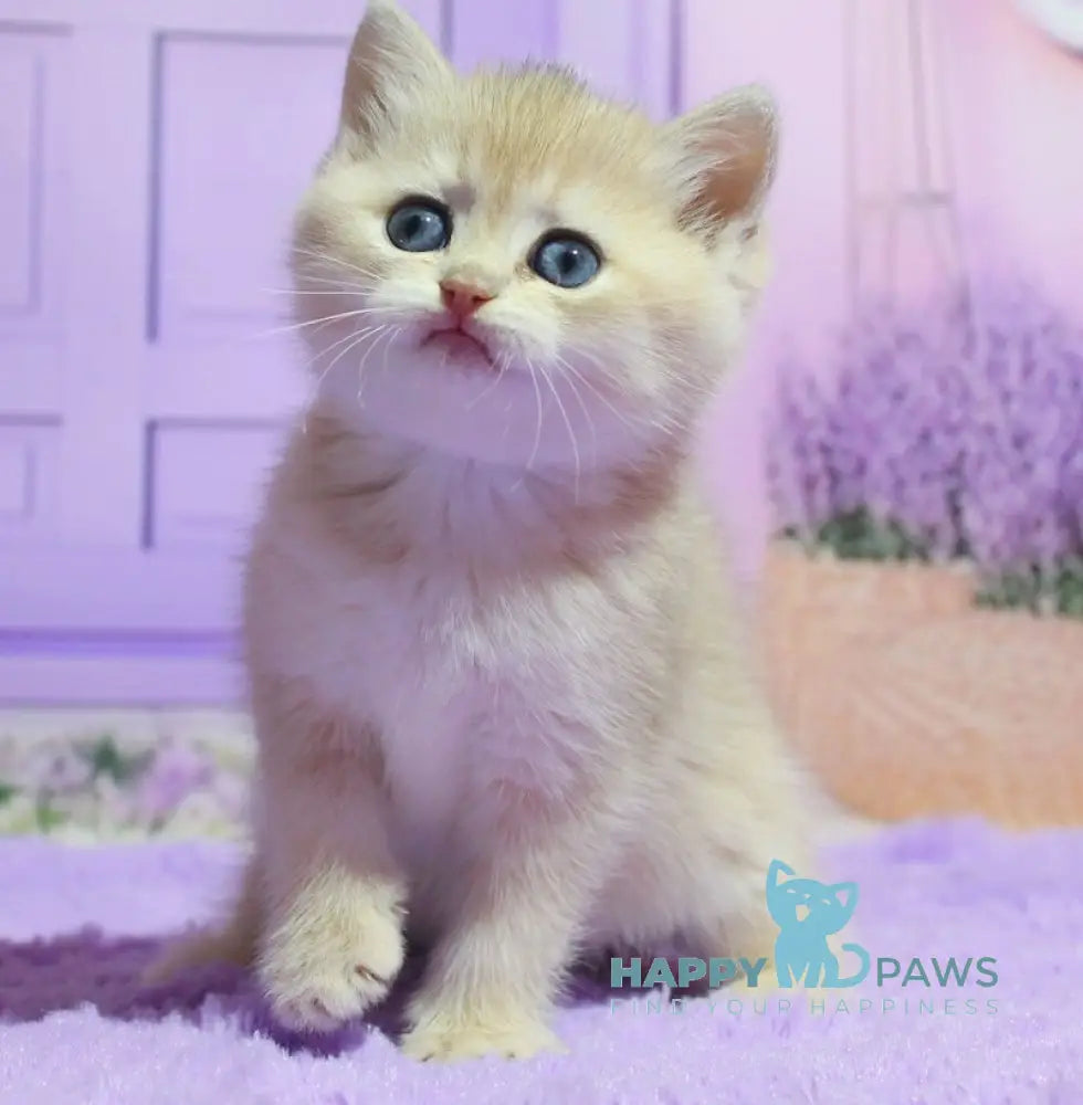 Narcis British Shorthair male blue golden chinchilla live animals