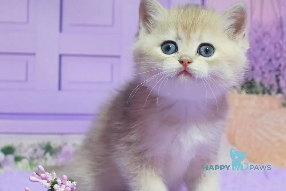 Narcis British Shorthair male blue golden chinchilla live animals