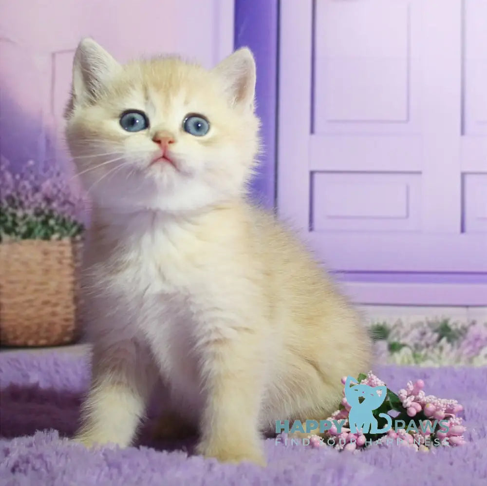 Narcis British Shorthair male blue golden chinchilla live animals