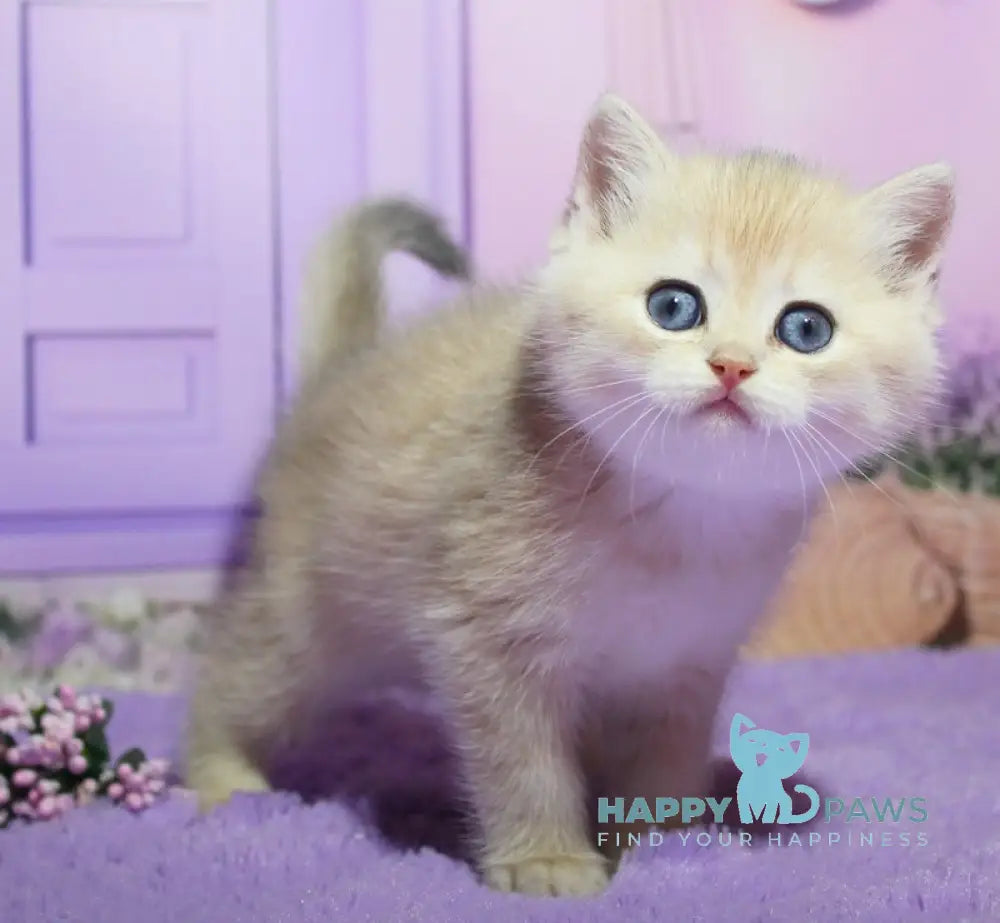 Narcis British Shorthair male blue golden chinchilla live animals