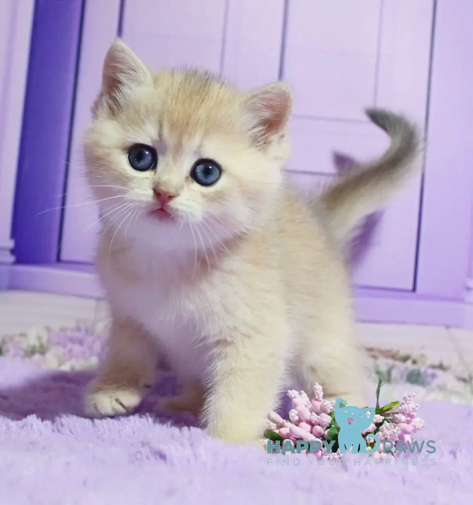 Narcis British Shorthair male blue golden chinchilla live animals