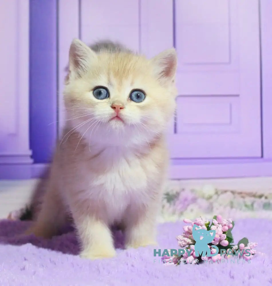 Narcis British Shorthair male blue golden chinchilla live animals