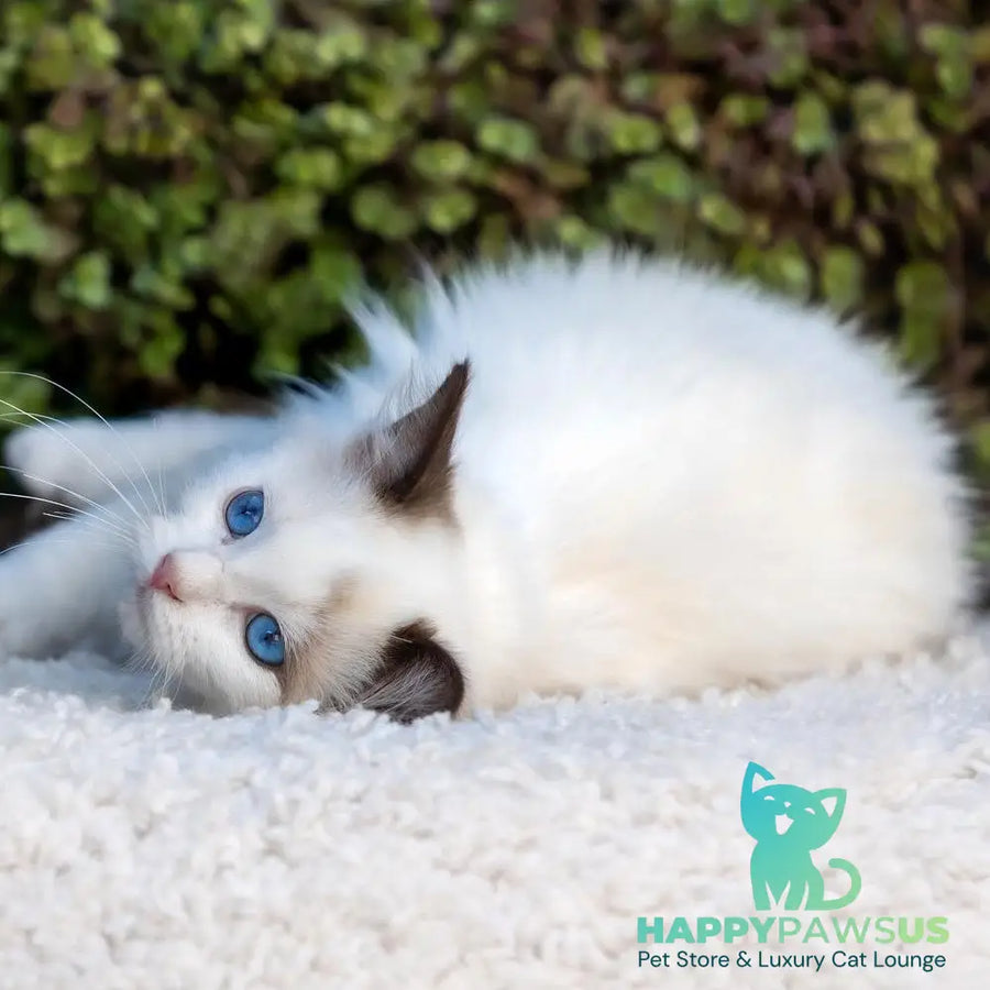 Narcis Ragdoll male seal bicolour - live animals