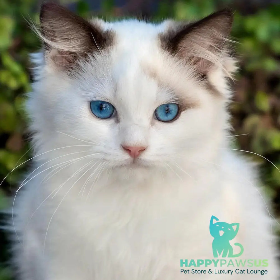 Narcis Ragdoll male seal bicolour - live animals