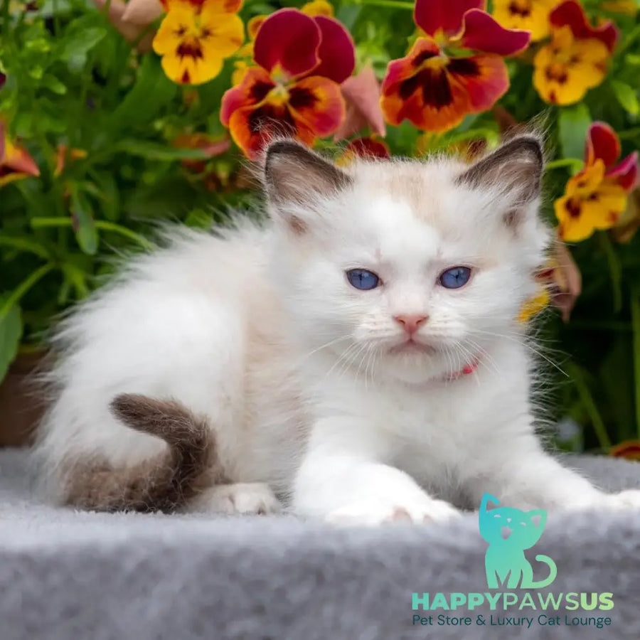 Narcis Ragdoll male seal bicolour - live animals