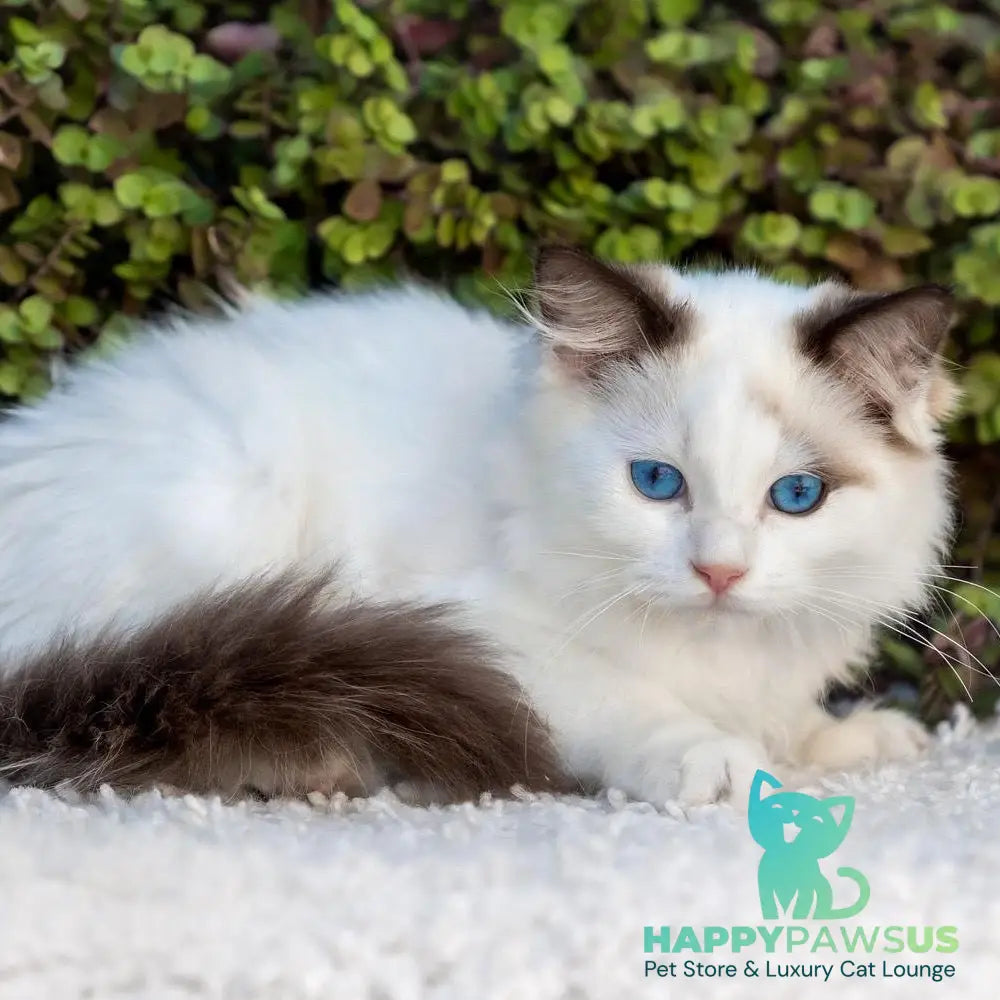 Narcis Ragdoll male seal bicolour - live animals