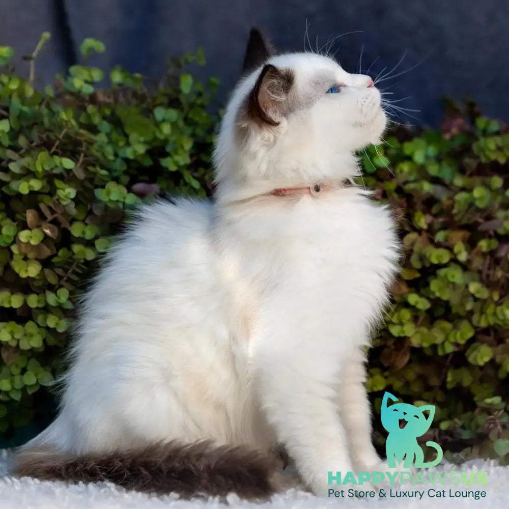 Narcis Ragdoll male seal bicolour - live animals