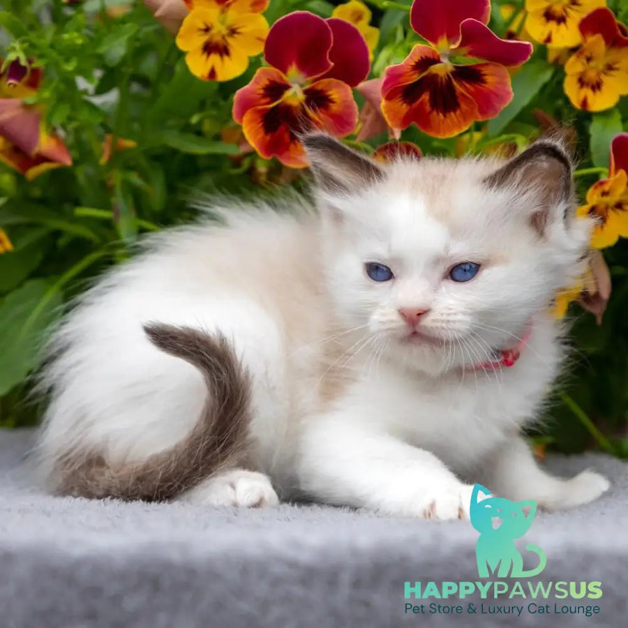 Narcis Ragdoll male seal bicolour - live animals
