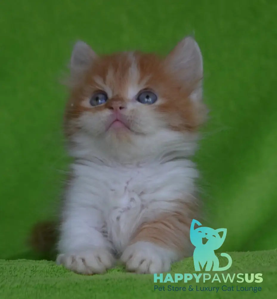 Narciss Munchkin male red bicolour tabby - live animals