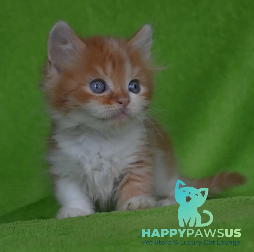 Narciss Munchkin male red bicolour tabby - live animals