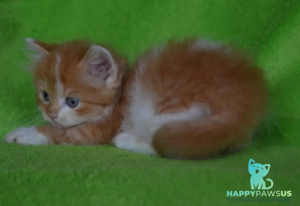Narciss Munchkin male red bicolour tabby - live animals
