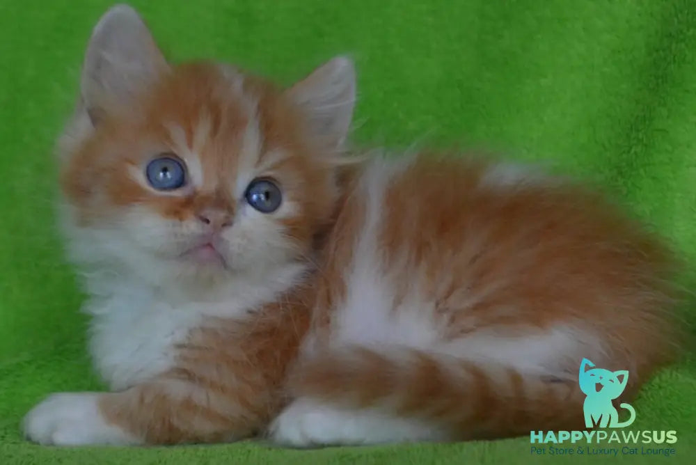 Narciss Munchkin male red bicolour tabby - live animals