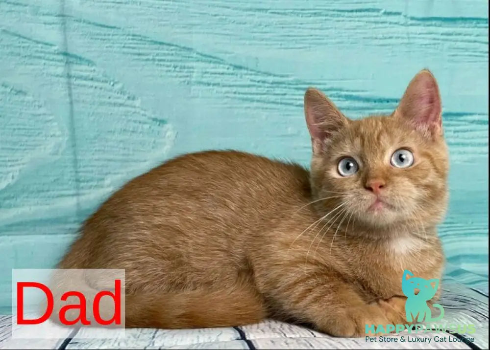 Narciss Munchkin male red bicolour tabby - live animals