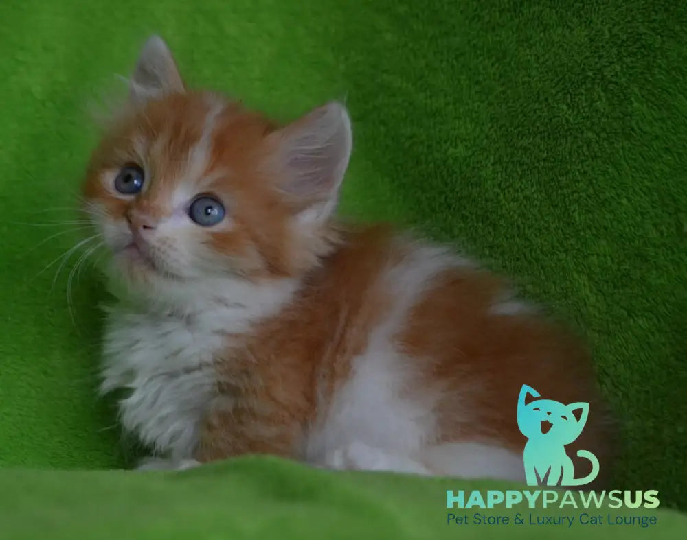 Narciss Munchkin male red bicolour tabby - live animals