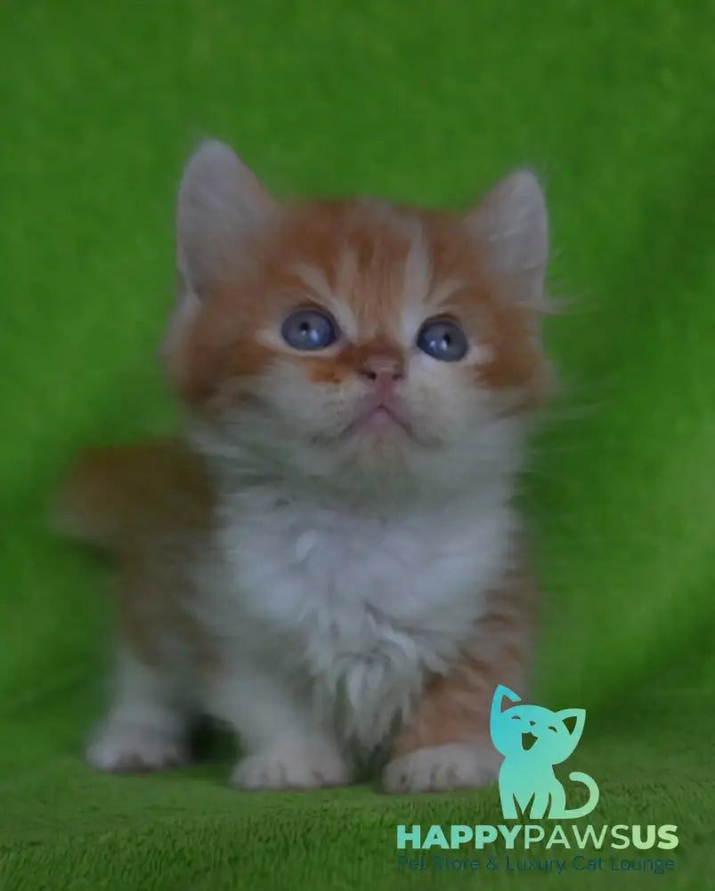 Narciss Munchkin male red bicolour tabby - live animals