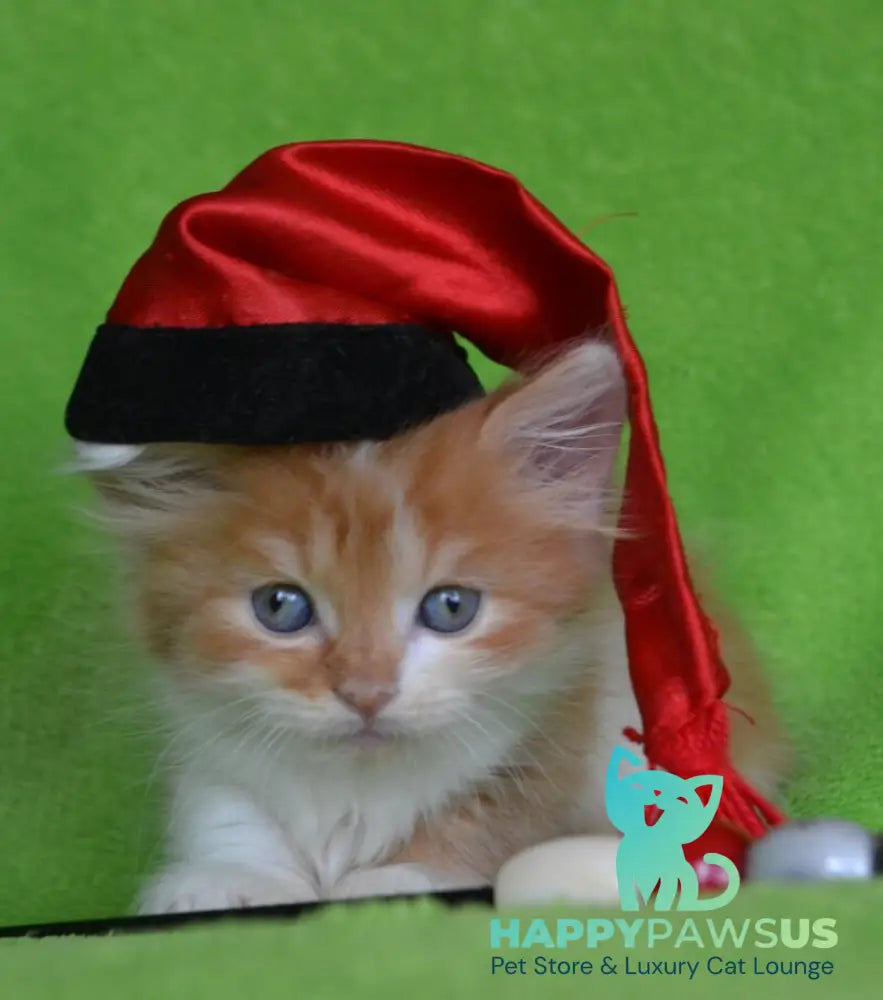 Narciss Munchkin male red bicolour tabby - live animals