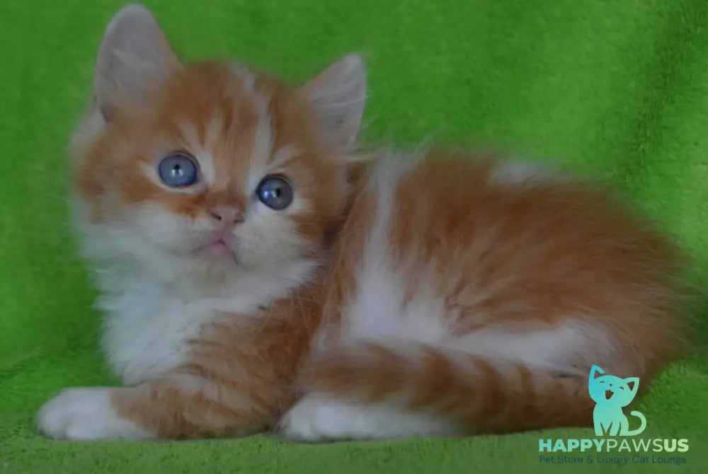 Narciss Munchkin male red bicolour tabby - live animals