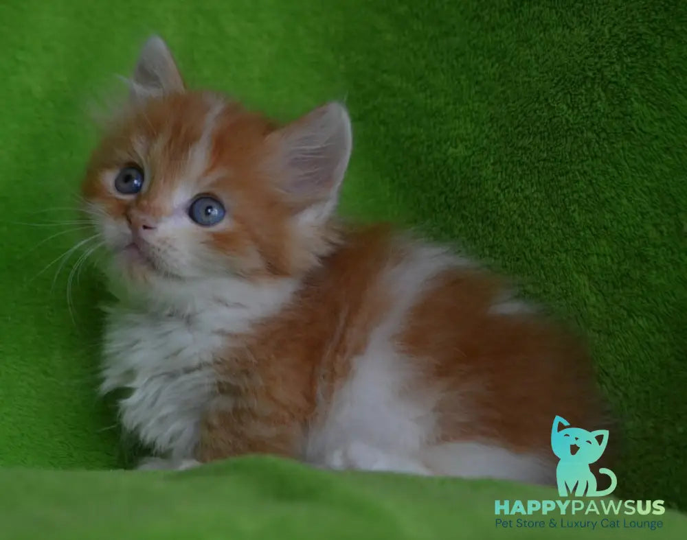Narciss Munchkin male red bicolour tabby - live animals