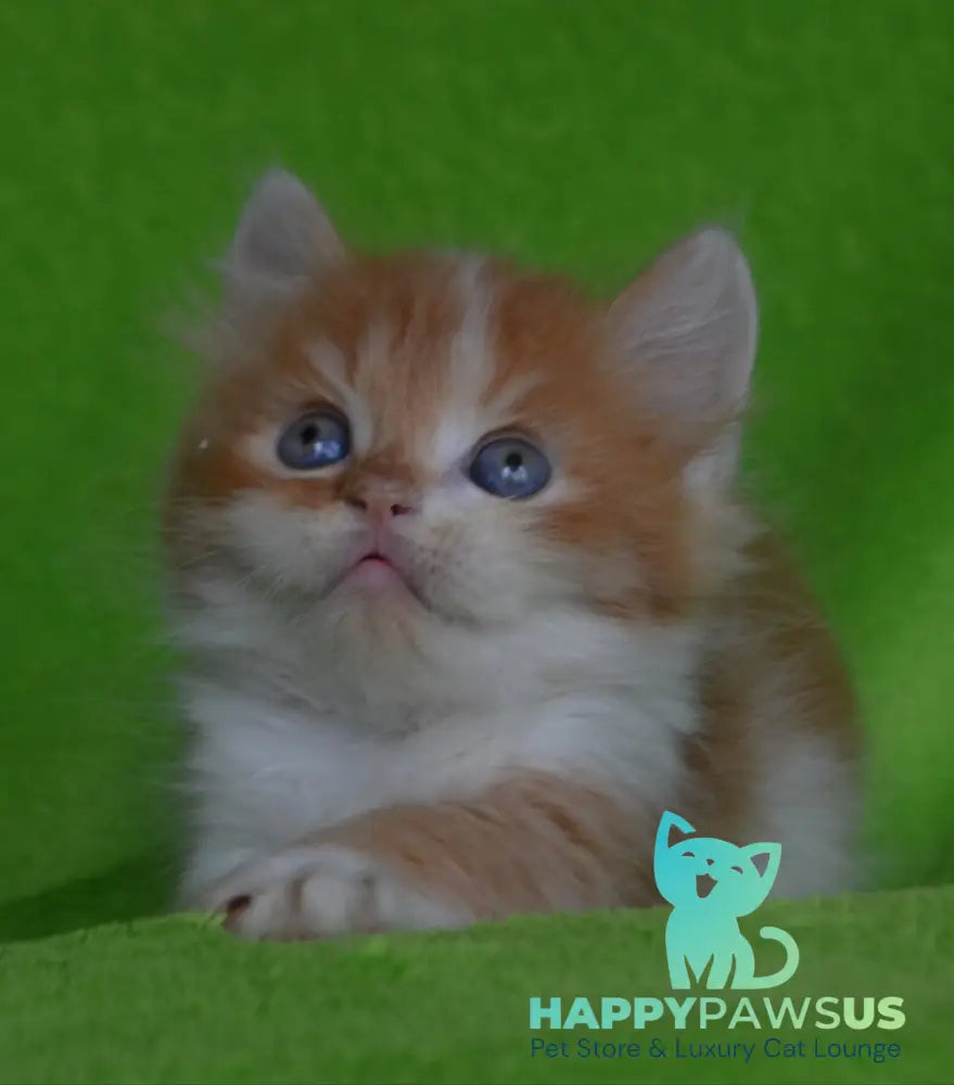 Narciss Munchkin male red bicolour tabby - live animals