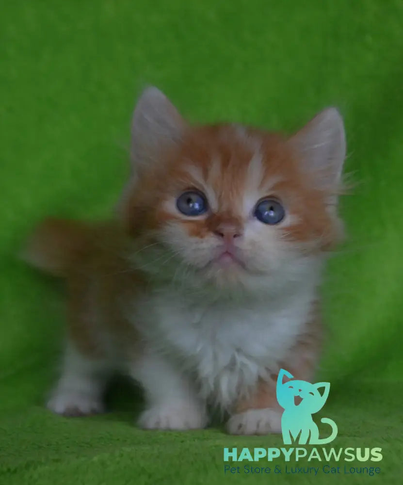Narciss Munchkin male red bicolour tabby - live animals