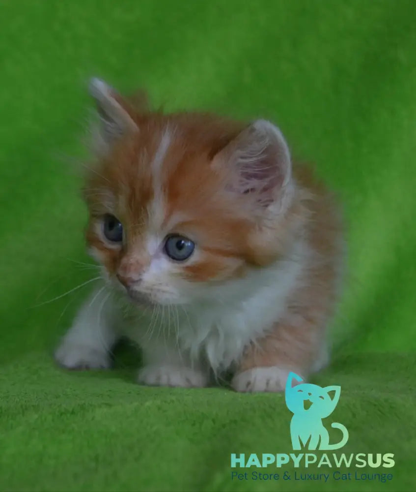 Narciss Munchkin male red bicolour tabby - live animals
