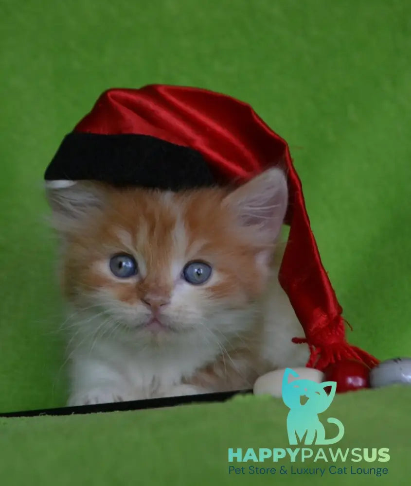 Narciss Munchkin male red bicolour tabby - live animals