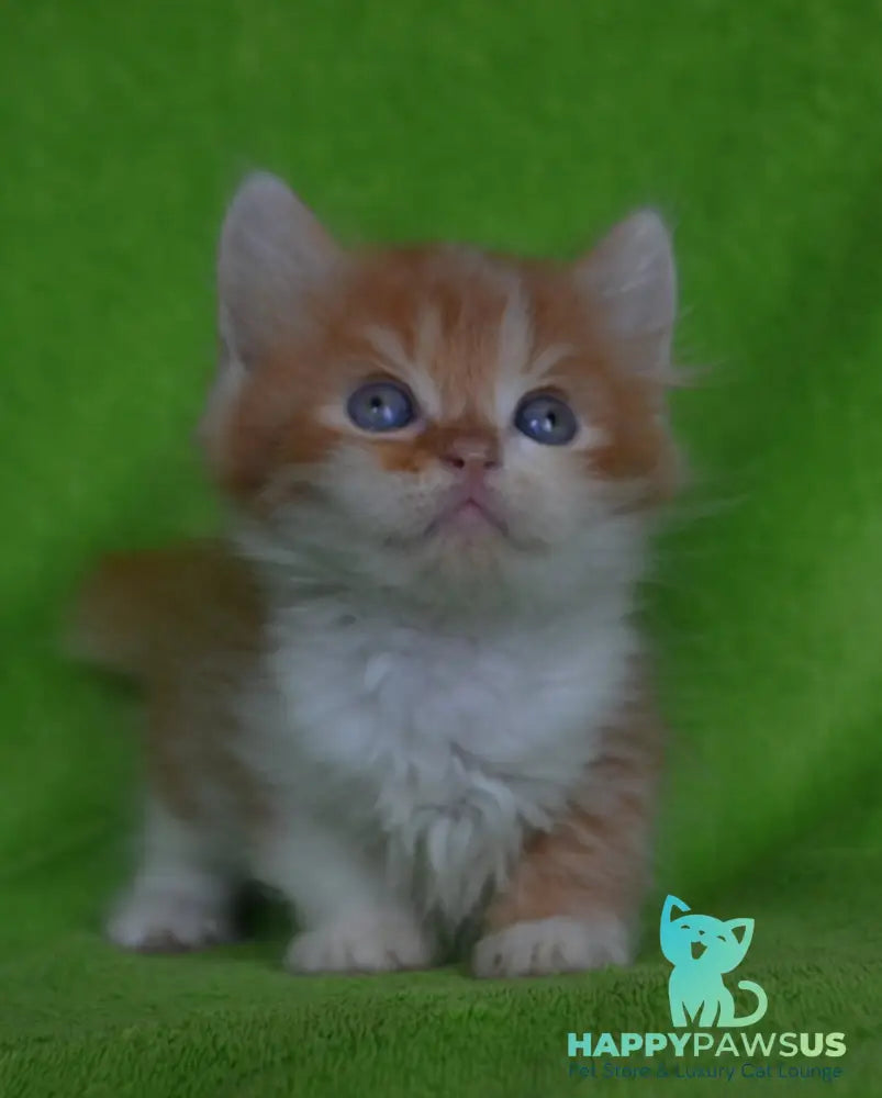 Narciss Munchkin male red bicolour tabby - live animals