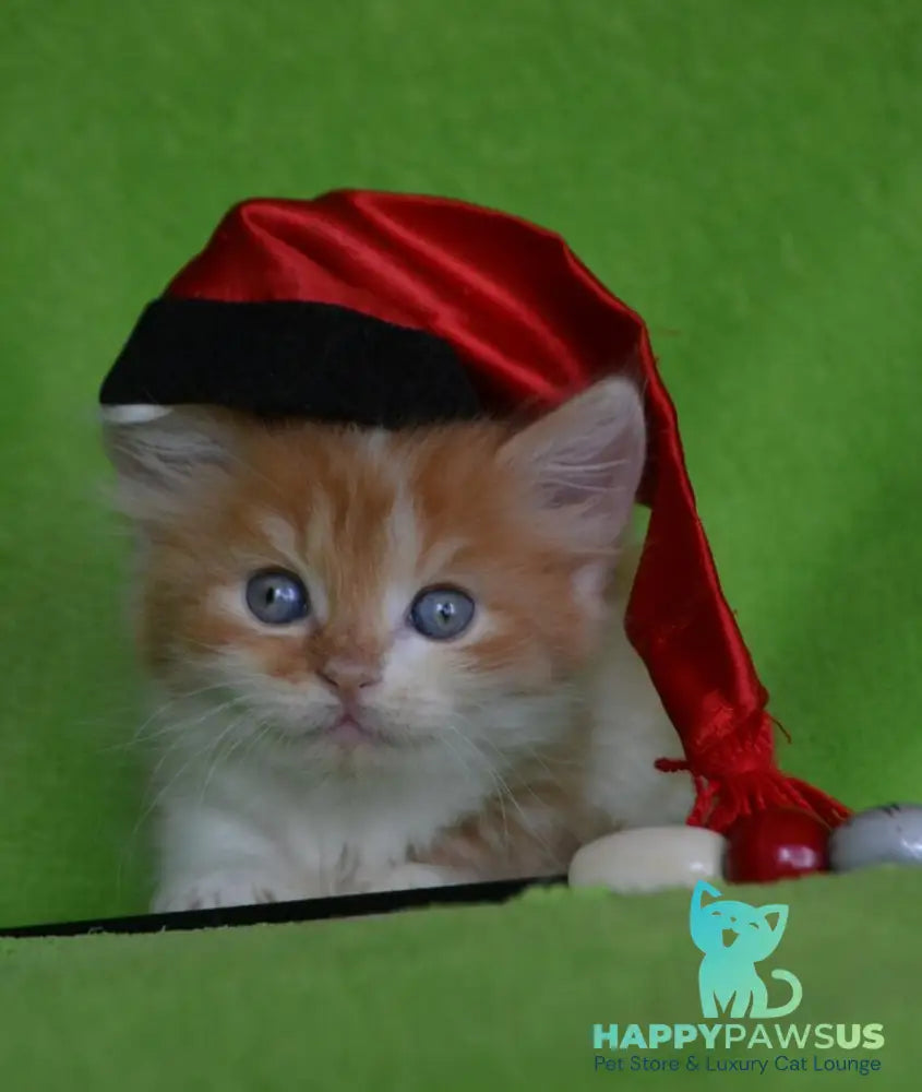 Narciss Munchkin male red bicolour tabby - live animals