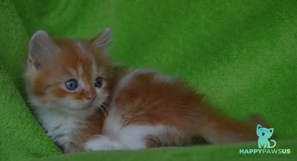 Narciss Munchkin male red bicolour tabby - live animals