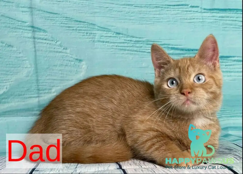 Narciss Munchkin male red bicolour tabby - live animals
