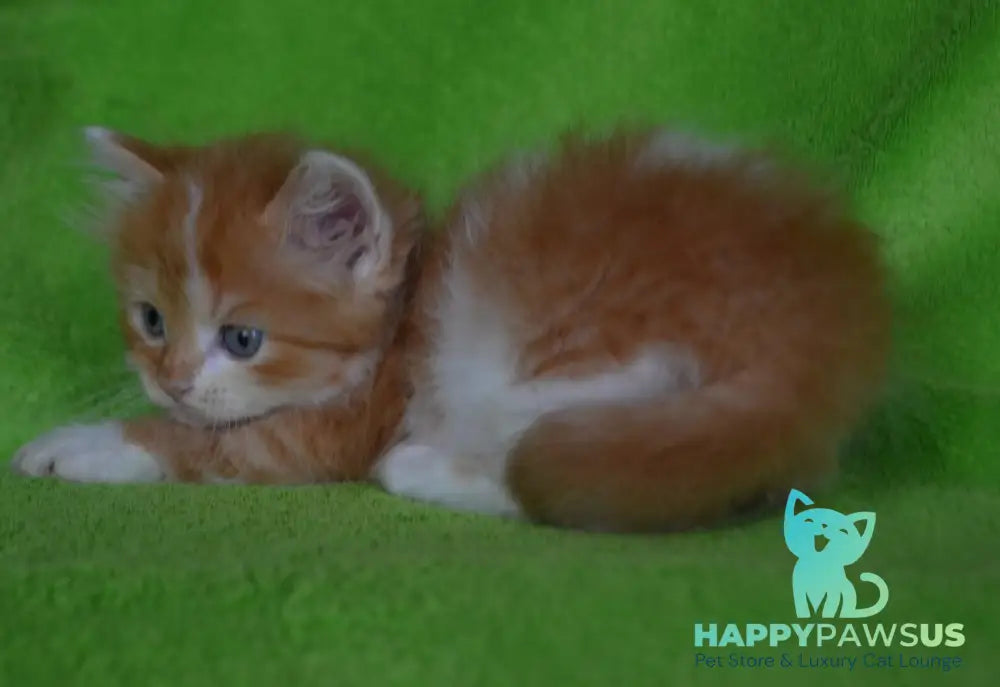 Narciss Munchkin male red bicolour tabby - live animals