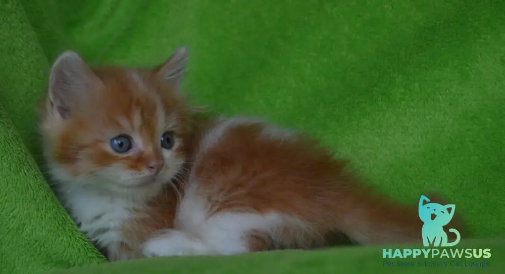 Narciss Munchkin male red bicolour tabby - live animals