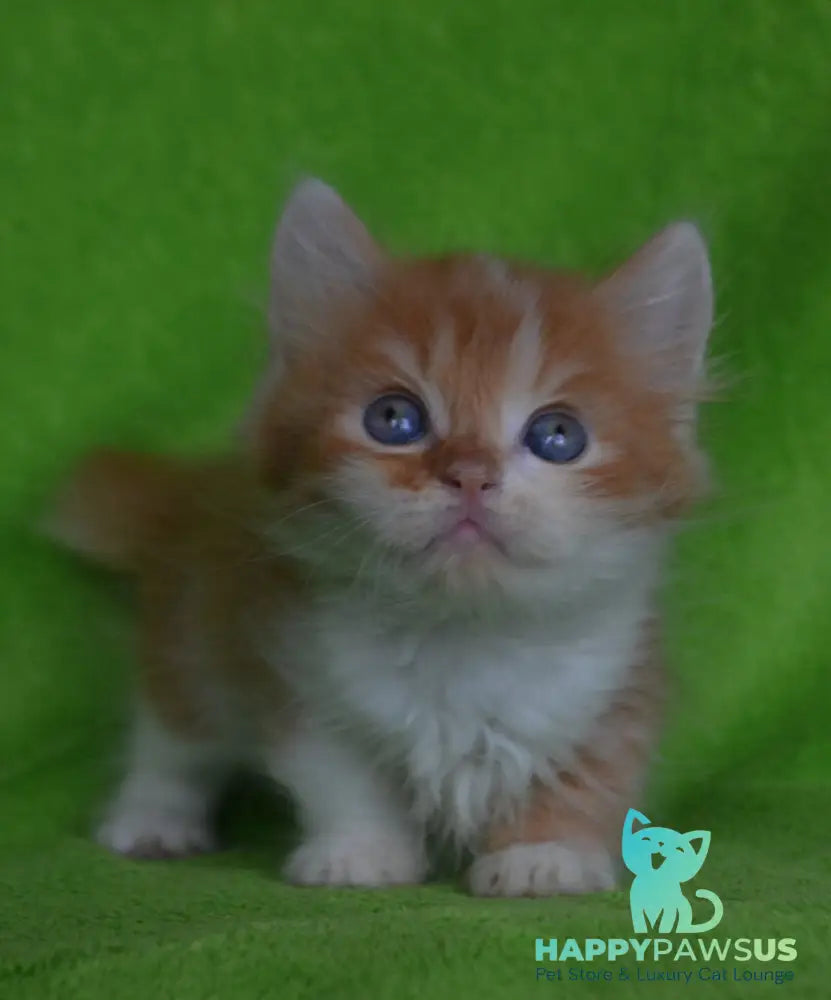 Narciss Munchkin male red bicolour tabby - live animals