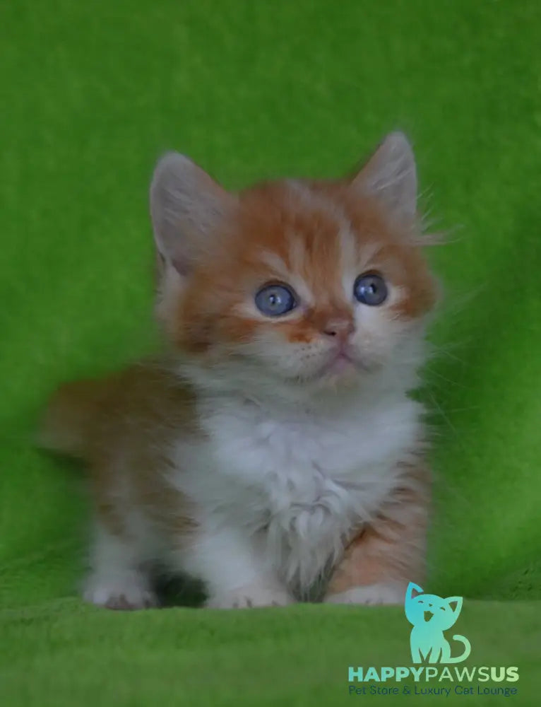 Narciss Munchkin male red bicolour tabby - live animals