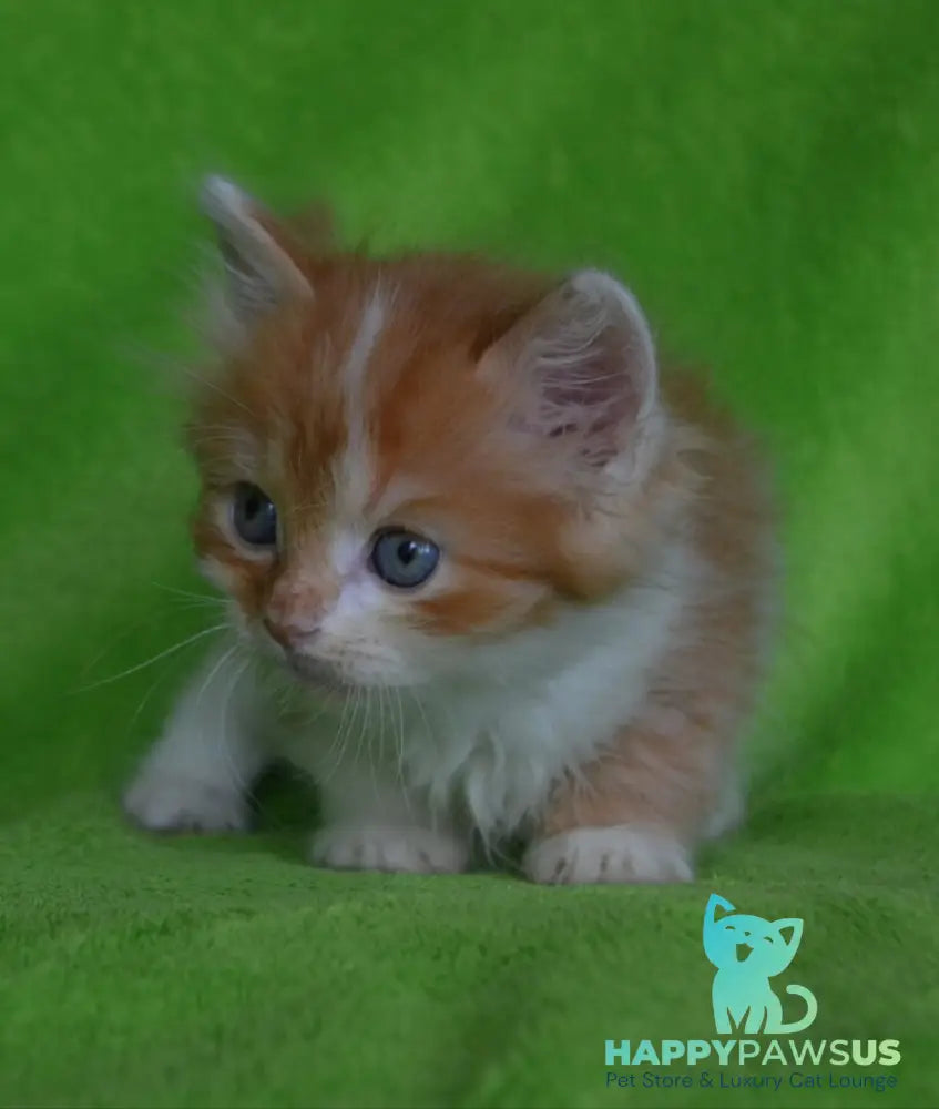Narciss Munchkin male red bicolour tabby - live animals