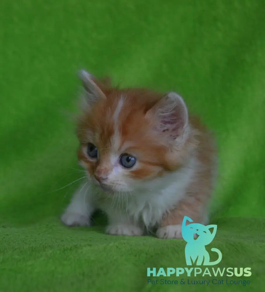 Narciss Munchkin male red bicolour tabby - live animals