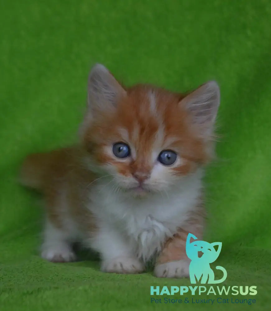Narciss Munchkin male red bicolour tabby - live animals