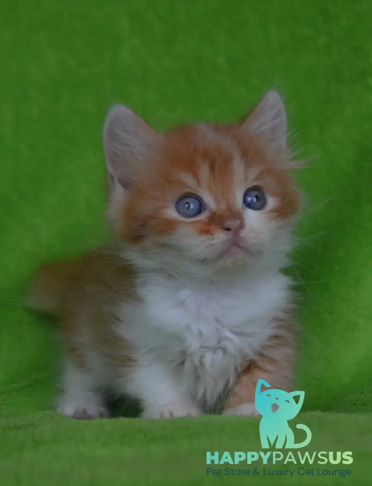 Narciss Munchkin male red bicolour tabby - live animals