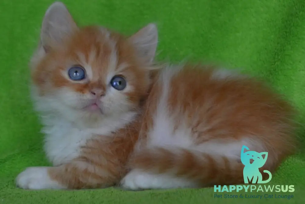 Narciss Munchkin male red bicolour tabby - live animals