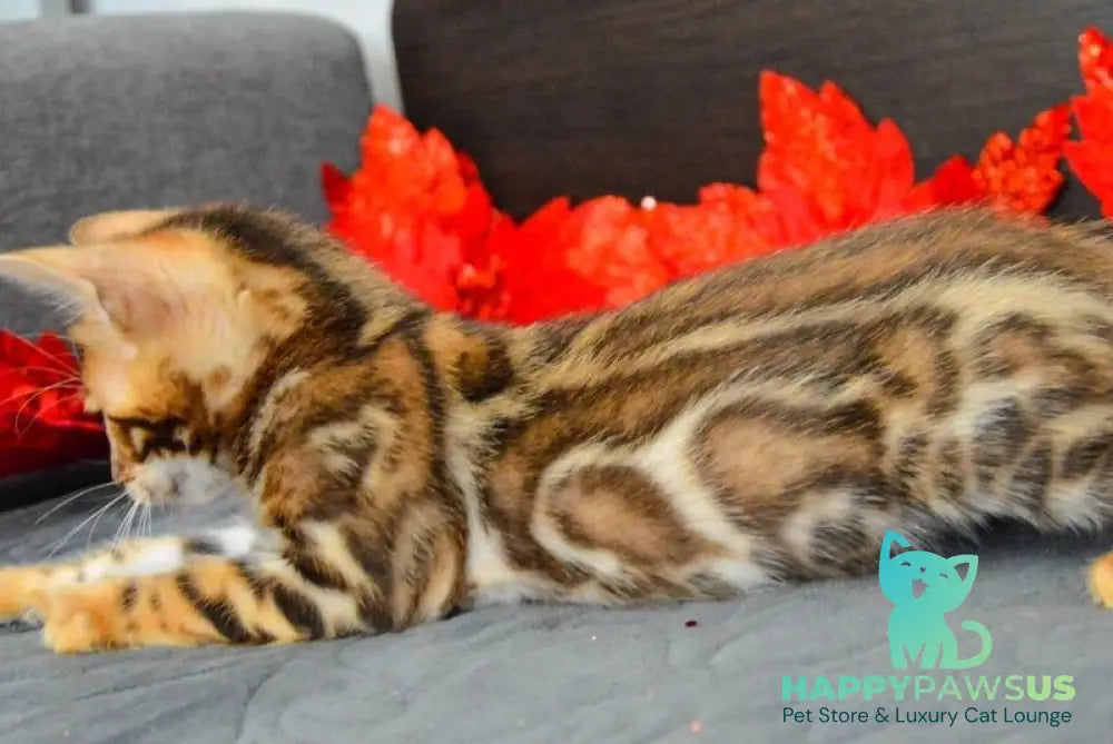 Narcissist Bengal male black spotted tabby live animals