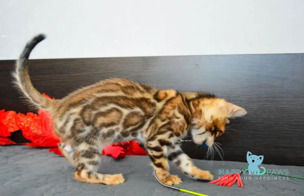 Narcissist Bengal male black spotted tabby live animals