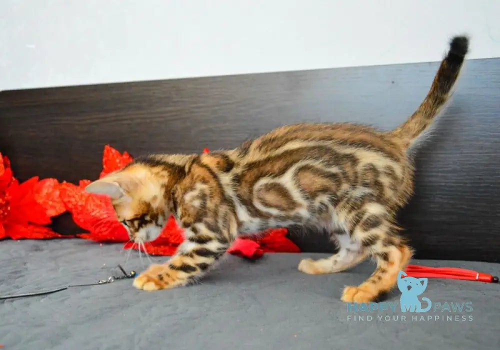 Narcissist Bengal male black spotted tabby live animals