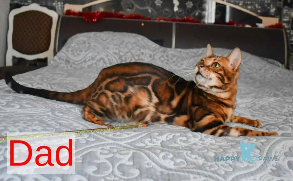 Narcissist Bengal male black spotted tabby live animals