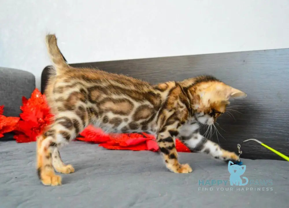 Narcissist Bengal male black spotted tabby live animals