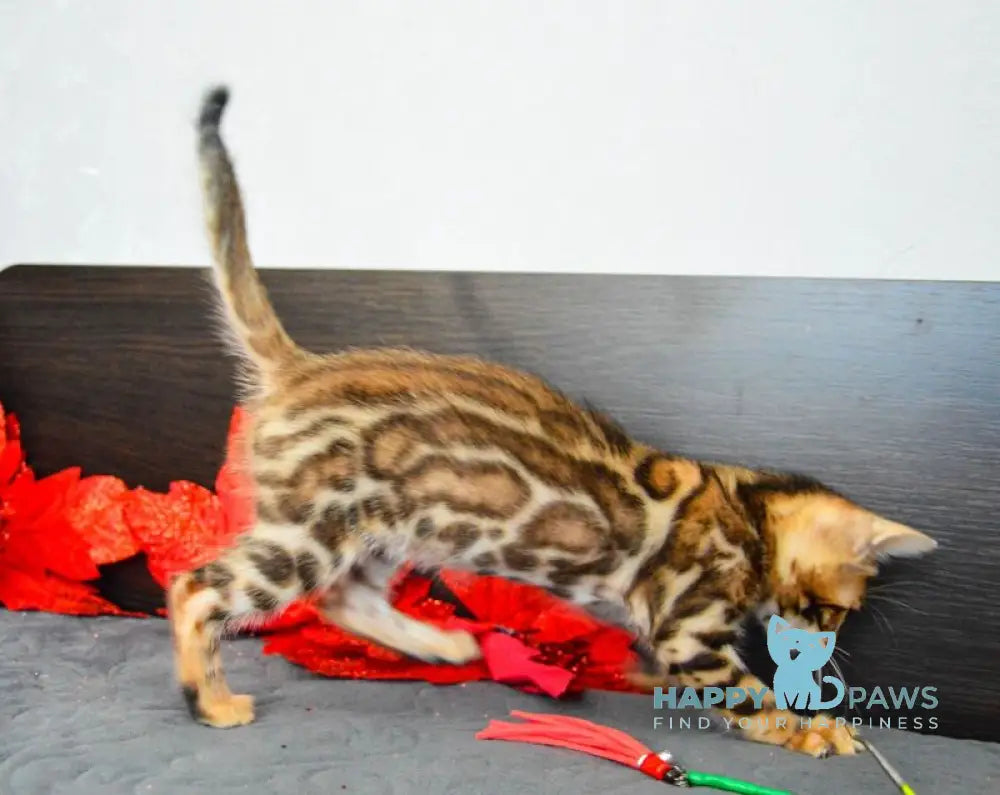 Narcissist Bengal male black spotted tabby live animals