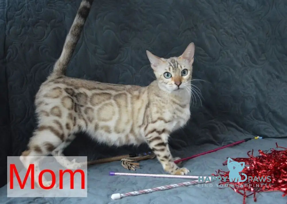 Narcissist Bengal male black spotted tabby live animals