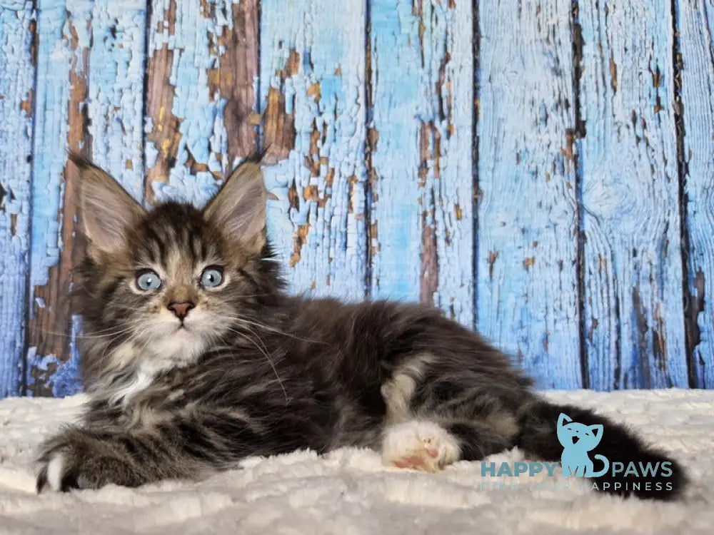 Narcissus Maine Coon male black tabby with white live animals