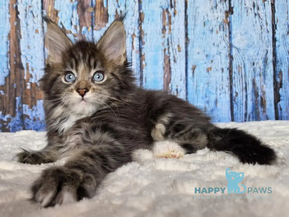Narcissus Maine Coon male black tabby with white live animals